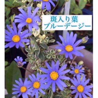 花も葉も美しい❣️斑入り葉ブルーデージーの小さな苗　一株(その他)