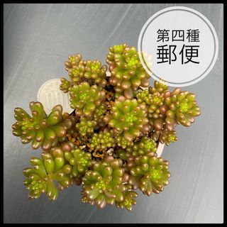 多肉植物　セダム　レッドベリー　抜き苗(その他)