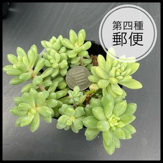 多肉植物　セダム　ピンクベリー　抜き苗(その他)