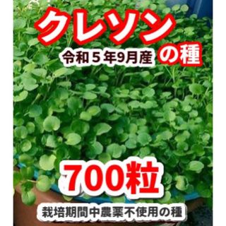 クレソン種【700粒】◾️栽培期間中農薬不使用の種(野菜)