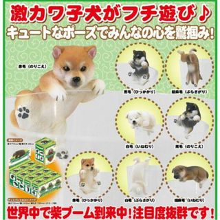 PUTITTO　柴犬　ガチャガチャ　ガシャポン　いねむり　ぶらさがり　フチ(その他)