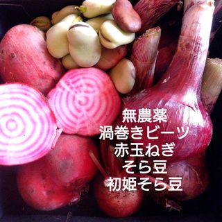 無農薬　野菜詰め合わせ　渦巻きビーツ　赤玉ねぎ　そら豆　初姫そら豆