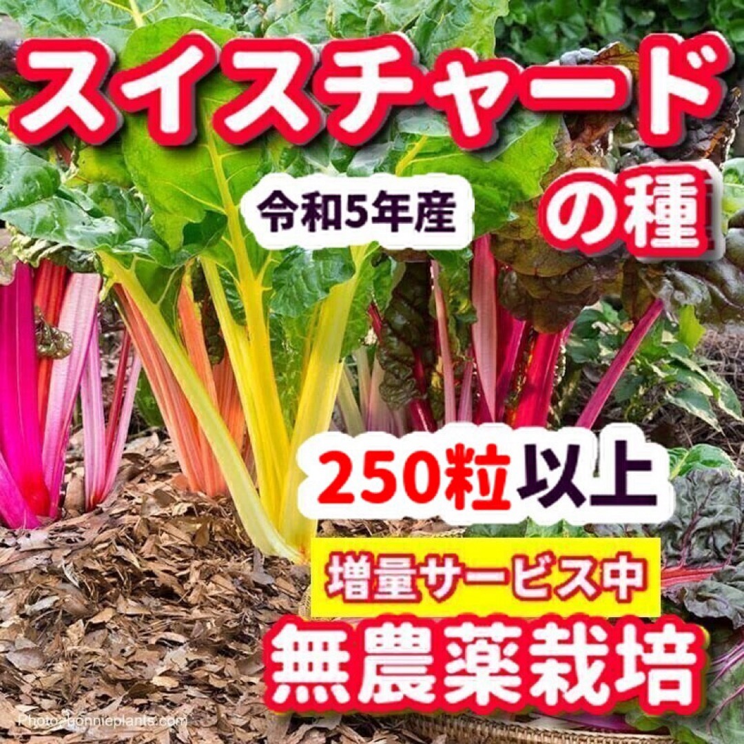 スイスチャード種【250粒以上】★令和5年産・農薬:栽培期間中不使用の種 食品/飲料/酒の食品(野菜)の商品写真