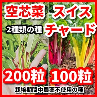 空芯菜＆スイスチャードの2種類の種セット★栽培期間中農薬不使用の種(野菜)