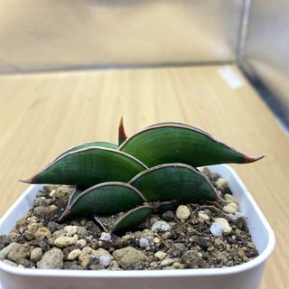 サンスベリア　ロリダ SANSEVIERIA RORIDA