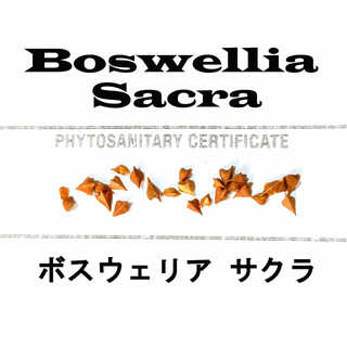 1月入荷 Boswellia sacra 10粒 ボスウェリア サクラ  証明書(その他)