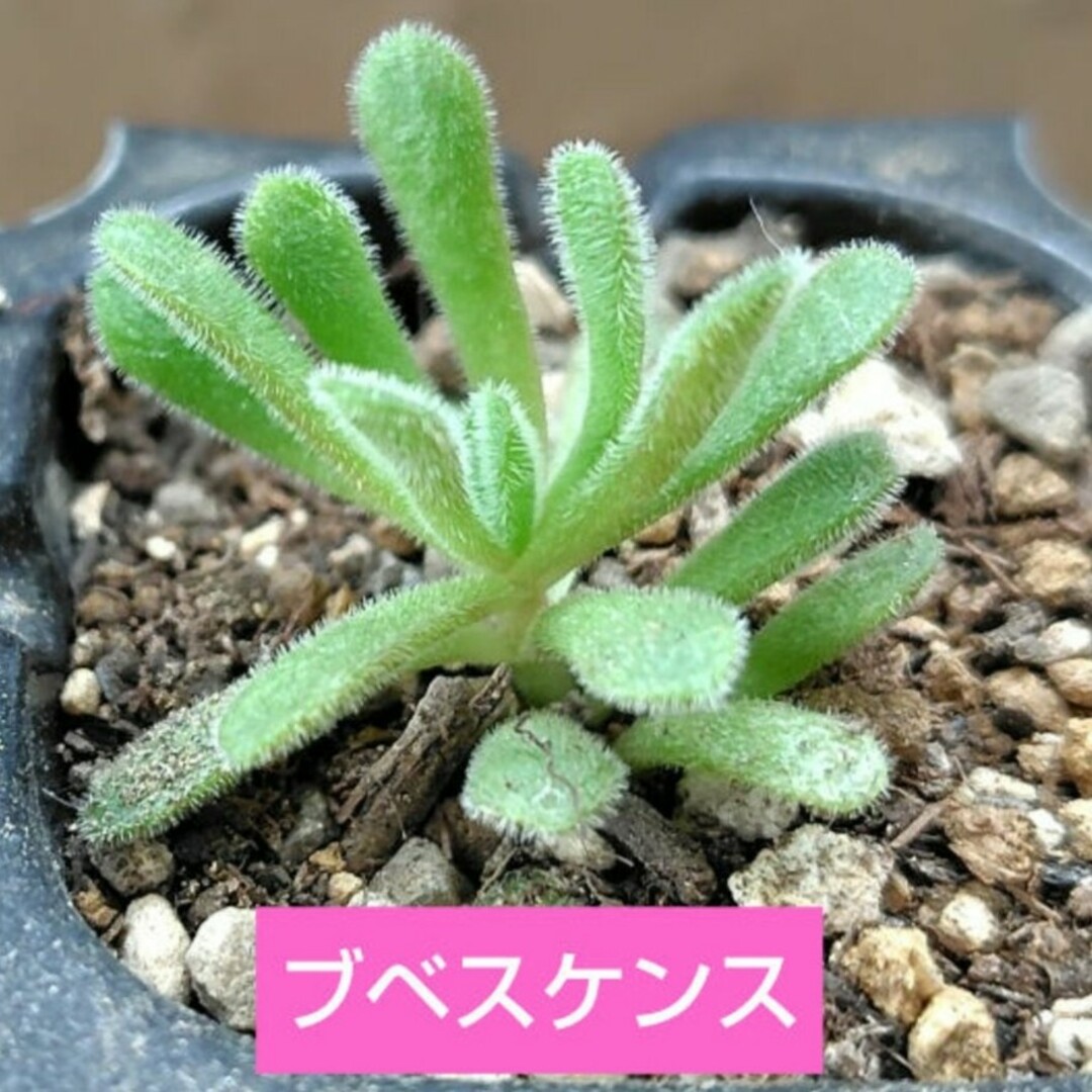 【多肉植物】クラッスラ　ブベスケンス　根つき ハンドメイドのフラワー/ガーデン(その他)の商品写真