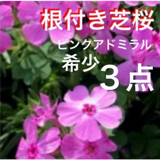 ⑩3☆今がお得☆根付き芝桜☆ピンクアドミラル☆初心者様向き(プランター)