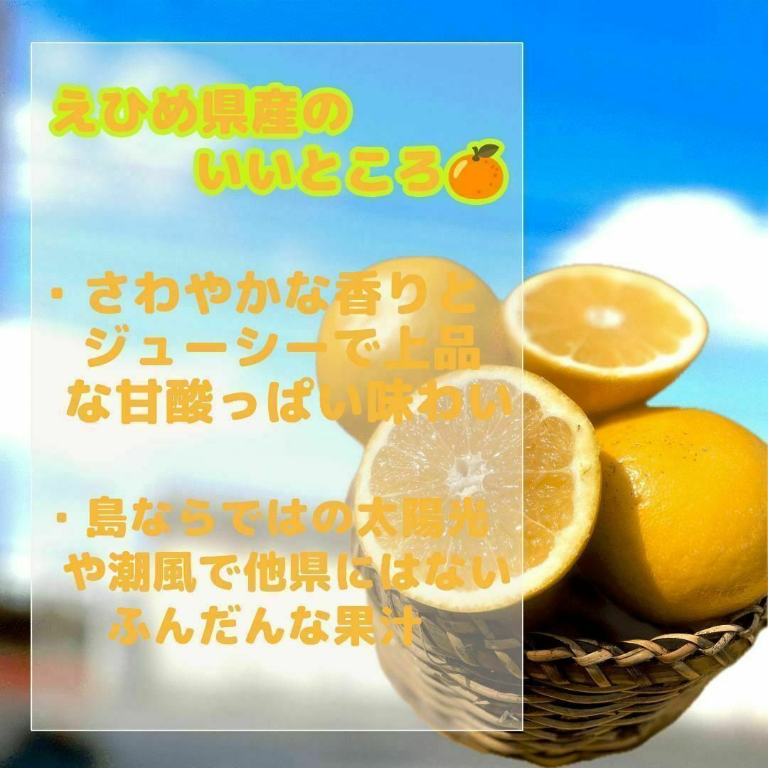 溢れる果汁！和製グループフルーツ　美生柑 5Kg 食品/飲料/酒の食品(フルーツ)の商品写真