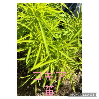 コキア苗20苗　＋保証種