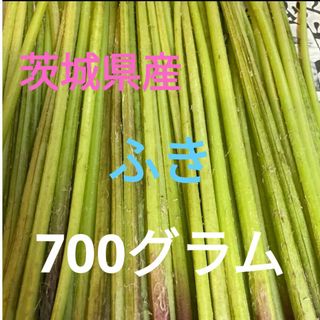 送料無料　天然ふき　700g　茎のみ(野菜)