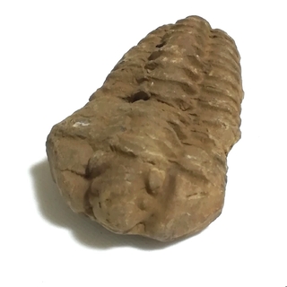 化石◆三葉虫フレキシカリメネ モロッコ産 体長60mm