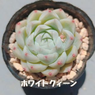 多肉植物　ホワイトクィーン　カット苗(その他)