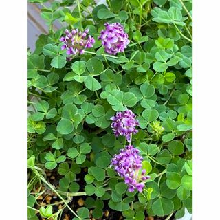 カトレアクローバー苗　クローバー　紫の花　グランドカバー　寄せ植え(その他)