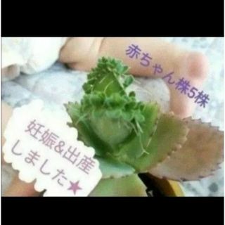 【妊活中の方へ】子宝草　多肉植物　妊活　妊娠　出産　縁起物　ジンクス　赤ちゃん