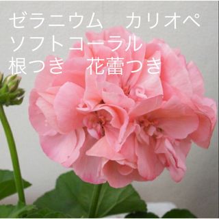 ゼラニウム　カリオペ　ソフトコーラル　根つき　花蕾つき(その他)