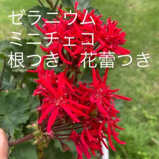 ゼラニウム　ミニチェコ　根つき　花蕾つき(その他)