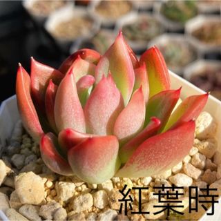 エケベリア　フロリディティール　抜き苗　多肉植物　観葉植物　韓国苗　レッド　爪系(その他)