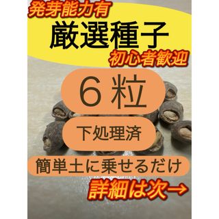 【感謝価格特別SALE  20組限定 】６粒　2024年4月購入　パキプス種子(その他)