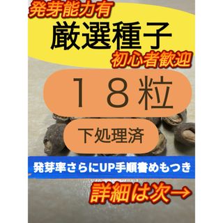 【感謝価格特別2組限定 手順つき】18粒　2024年4月購入　パキプス種子(その他)