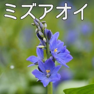 ミズアオイ抜き苗3株(アクアリウム)