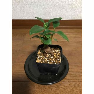 Ｂ　ガジュマル　カジュマル　観葉植物(プランター)