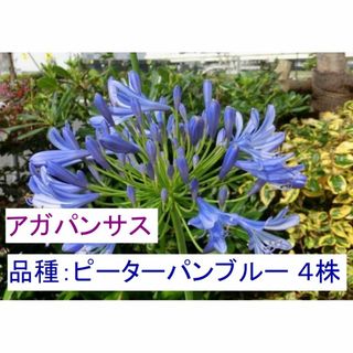 アガパンサス苗 球根 紫クンシラン (ピーターパンブルー) ４株(その他)