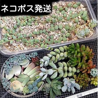 サービス品多肉植物いろいろ(その他)