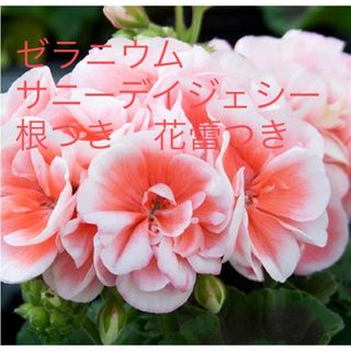 お値下げ　ゼラニウム　サニーデイジェシー　根つき　花蕾つき(その他)