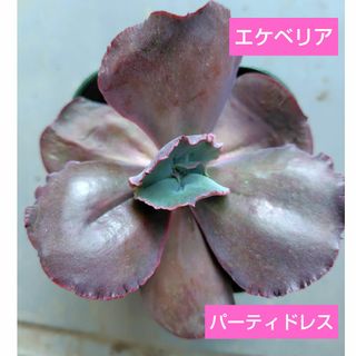 【多肉植物】エケベリア　パーティドレス　根つき(その他)