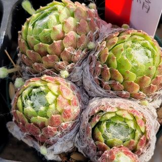 多肉植物　センペルビウム　大巻絹　6㎝ポット入り内全て抜き苗発送(その他)