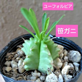 【多肉植物】ユーフォルビア　笹ガニ　抜き苗(その他)