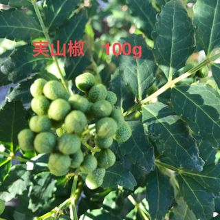 無農薬実山椒100g  終わりますので残1袋(野菜)