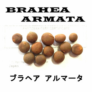 11月入荷 5粒+ ブラヘア アルマータ 種 種子 証明書(その他)