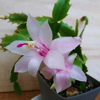 シャコバサボテン　デンマークカクタス　多肉植物　観葉植物　サボテン　花サボテン(その他)