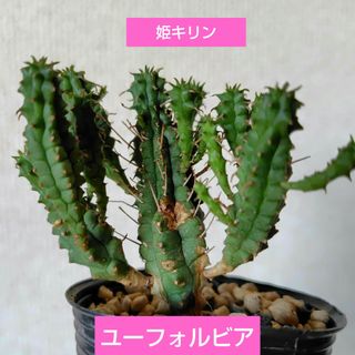 【多肉植物】ユーフォルビア　姫キリン　抜き苗(その他)