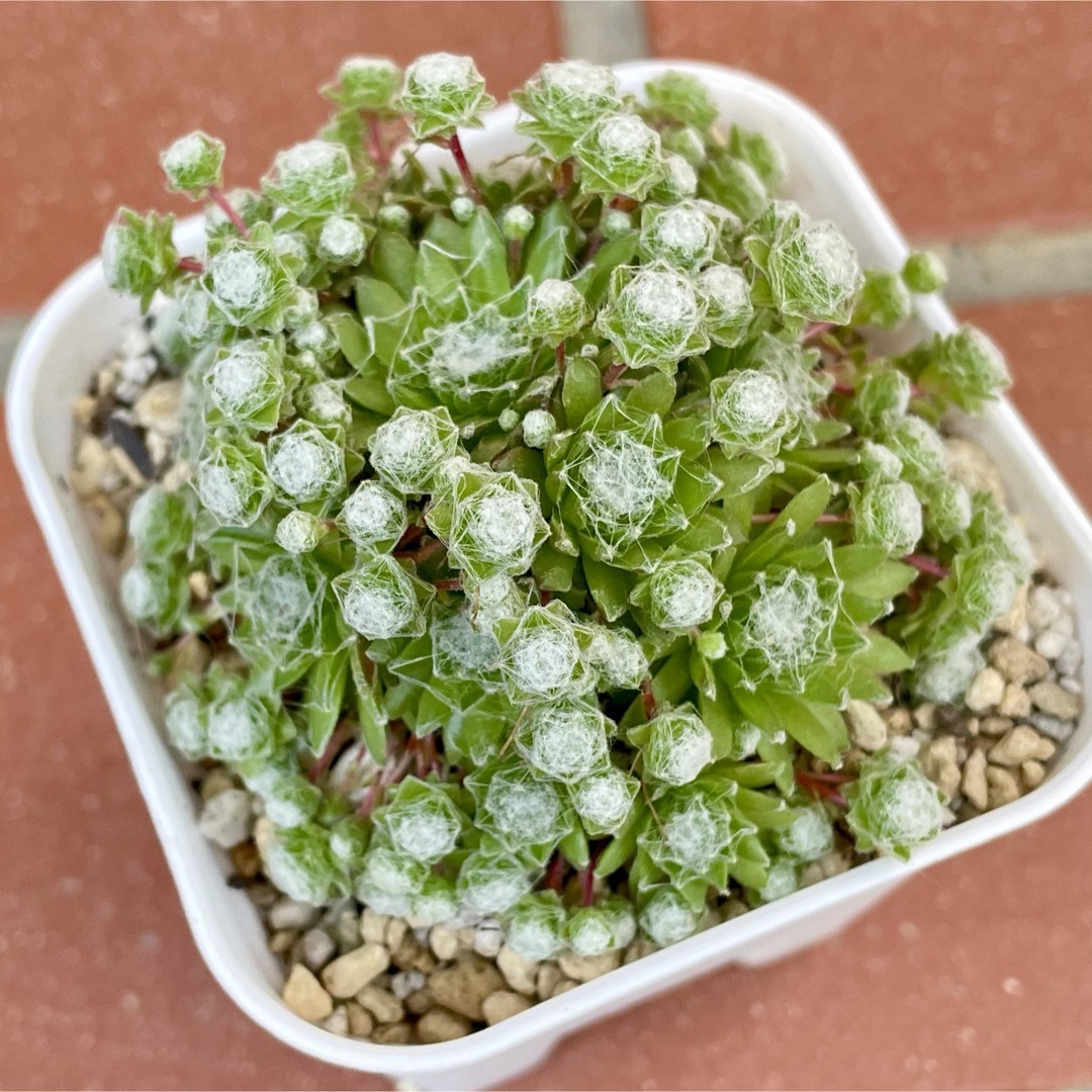 Sempervivum arachnoideum ssp. tomentosum ハンドメイドのフラワー/ガーデン(その他)の商品写真