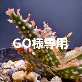 GO様専用　アロエ　ハイブリッド①/TCT/多肉植物/観葉植物(その他)