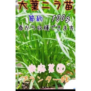 無農薬 大葉ニラ 苗 20本 野菜 家庭菜園(野菜)