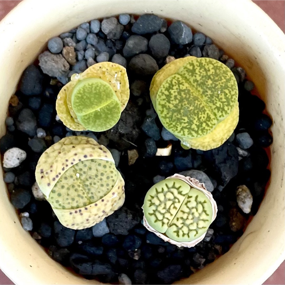 ゜'・:*☆。Lithops4点゜'・:*☆。 ハンドメイドのフラワー/ガーデン(その他)の商品写真