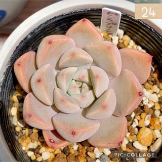 多肉植物<24  ピンクプリティ　抜き苗