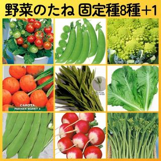 野菜の種8+1●ミニトマトエンドウカリフラワー人参レタス空芯菜インゲンラディッシ(その他)