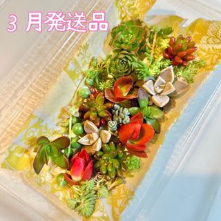 多肉植物　カット苗　寄せ植え　名前一覧付き(その他)