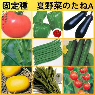 固定種夏野菜の種A●ピーマンナスオクラインゲンキュウリマクワウリ空芯菜ミニトマト(その他)