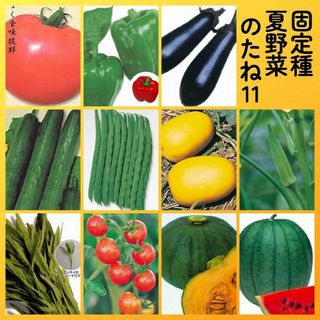 固定種夏野菜の種11●ピーマンナス胡瓜インゲン甜瓜オクラ空芯菜ミニトマト南瓜西瓜(その他)