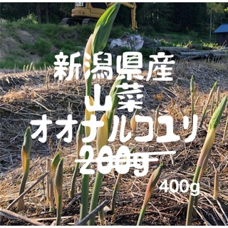 新潟県産　山椒オオナルコユリ　400g    5/10発送(野菜)