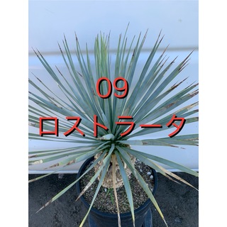 09 ユッカ　ロストラータ　鉢付　Yucca rostrata(プランター)