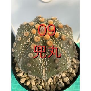 09 兜丸　袖台付　鉢付　Astrophytum asterias(プランター)