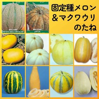 固定種メロンマクワ種10●オルトラーニ奈良一号菊みずほニューメロン銀泉タイガー他(その他)