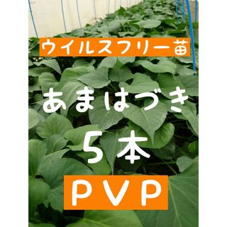 さつまいも苗【あまはづき５本】【ウイルスフリー切り苗】(野菜)